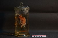 蝙蝠藏品圖，第3張