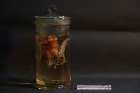 蝙蝠藏品圖，第4張