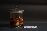 鼩鼱藏品圖，第2張