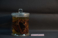 狐蝠藏品圖，第1張