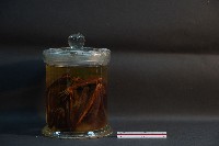 狐蝠藏品圖，第2張