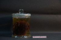 狐蝠藏品圖，第3張