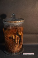 麝香貓藏品圖，第1張