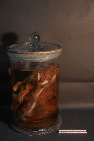 麝香貓藏品圖，第2張