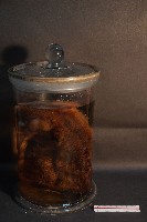 麝香貓藏品圖，第3張