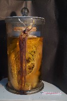 家兔藏品圖，第2張