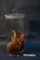 山羌藏品圖，第2張