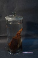 山羌藏品圖，第3張