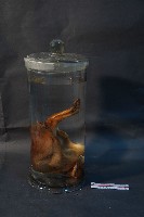 山羌藏品圖，第4張