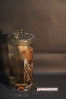 狐蝠藏品圖，第2張