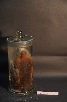 狐蝠藏品圖，第3張