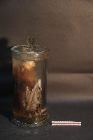 狐蝠藏品圖，第4張