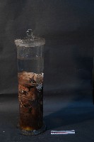 嚙齒類藏品圖，第2張