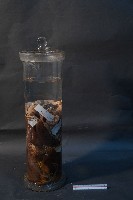 嚙齒類藏品圖，第3張