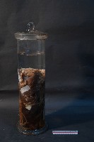 嚙齒類藏品圖，第4張