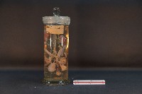 哺乳類的泌尿生殖系統藏品圖，第1張