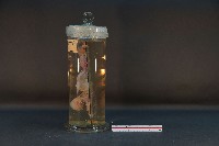 哺乳類的泌尿生殖系統藏品圖，第2張