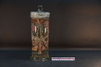 哺乳類的泌尿生殖系統藏品圖，第3張