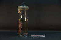 豬腎 (解剖與色素注射)藏品圖，第2張