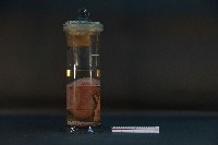 豬腎 (解剖與色素注射)藏品圖，第3張