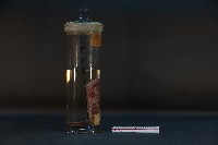 豬腎 (解剖與色素注射)藏品圖，第4張