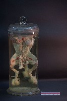 兔的解剖藏品圖，第1張