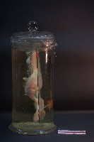 兔的解剖藏品圖，第2張