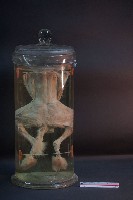 兔的解剖藏品圖，第3張