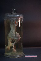 兔的解剖藏品圖，第4張