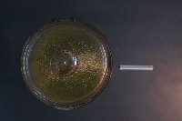 兔的解剖藏品圖，第5張