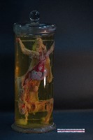 兔的解剖藏品圖，第1張