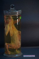 兔的解剖藏品圖，第3張