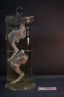 哺乳類腿的解剖藏品圖，第1張