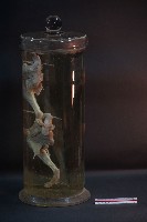 哺乳類腿的解剖藏品圖，第2張