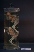 哺乳類腿的解剖藏品圖，第3張