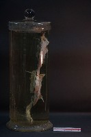 哺乳類腿的解剖藏品圖，第4張