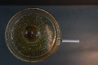 哺乳類腿的解剖藏品圖，第5張