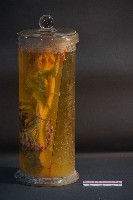 兔的解剖藏品圖，第2張