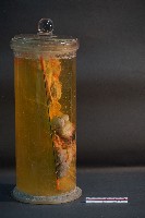 兔的解剖藏品圖，第4張