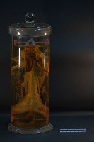 兔的循環藏品圖，第1張