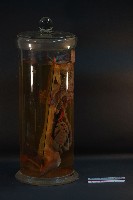 兔的循環藏品圖，第2張