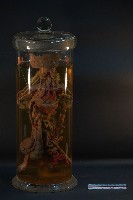 兔的循環藏品圖，第3張