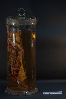 兔的循環藏品圖，第4張