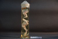 貓的前後腿肌肉藏品圖，第1張