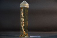 貓的前後腿肌肉藏品圖，第2張