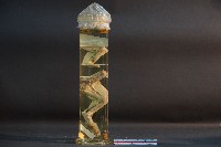 貓的前後腿肌肉藏品圖，第3張