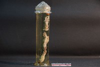 貓的前後腿肌肉藏品圖，第4張