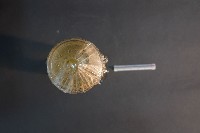 貓的前後腿肌肉藏品圖，第5張