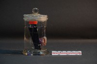 臺灣穿山甲的胚胎藏品圖，第1張