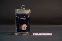 臺灣穿山甲的胚胎藏品圖，第2張